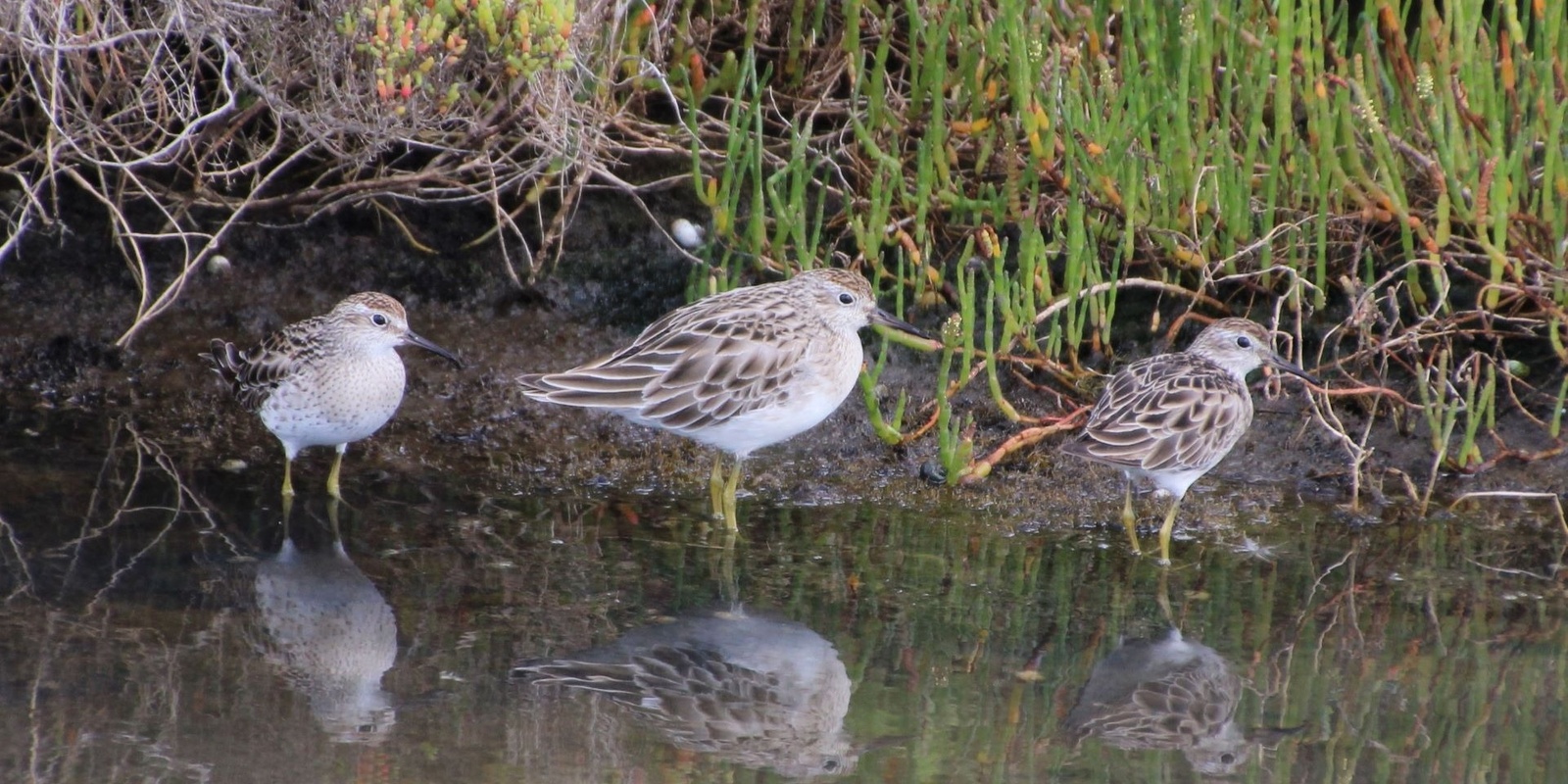 Banner image for Cheetham Wetlands Tour