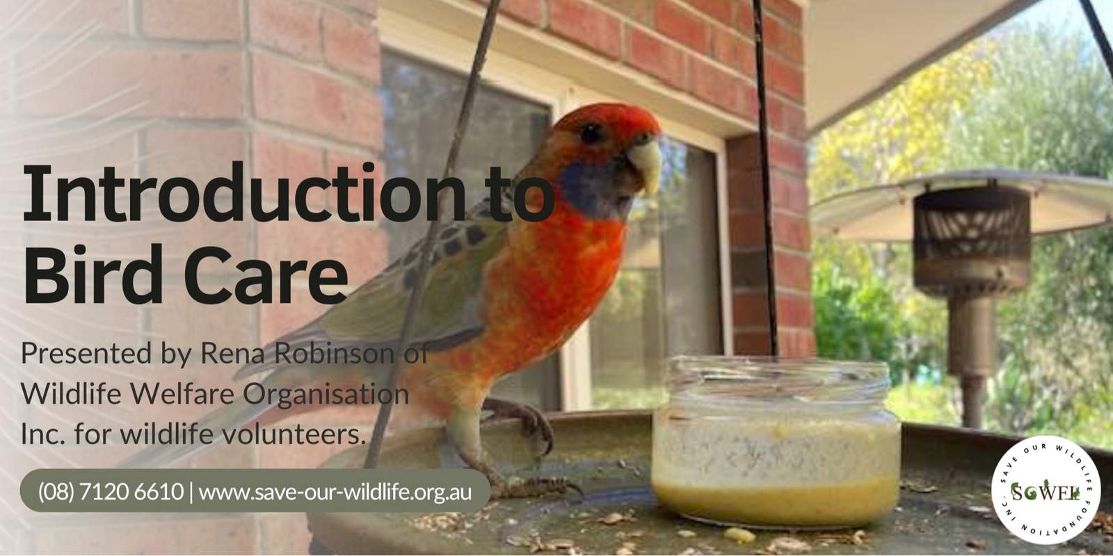 Banner image for Introduction to Bird Care presented by Rena Robinson