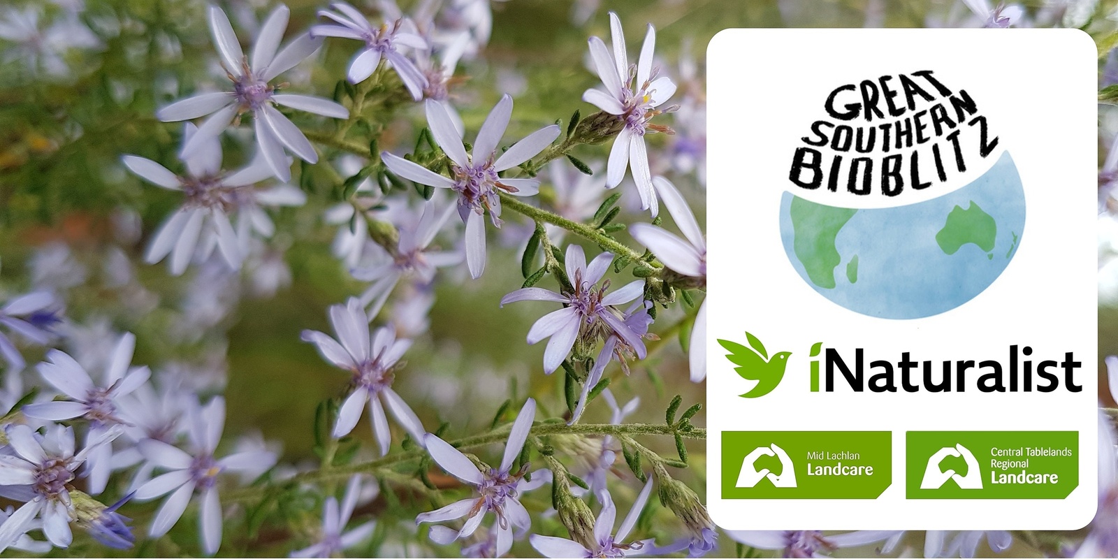 Banner image for Great Southern Bioblitz Billy Goat Hill - Cowra