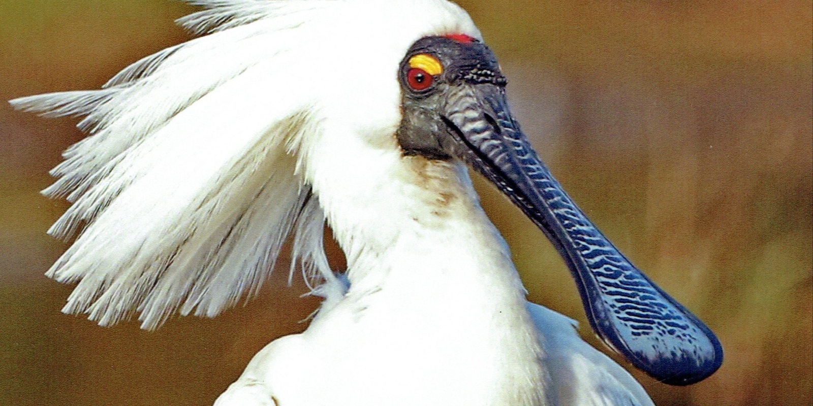 Banner image for Walk, talk and squawk - birds of Oaklands Wetland