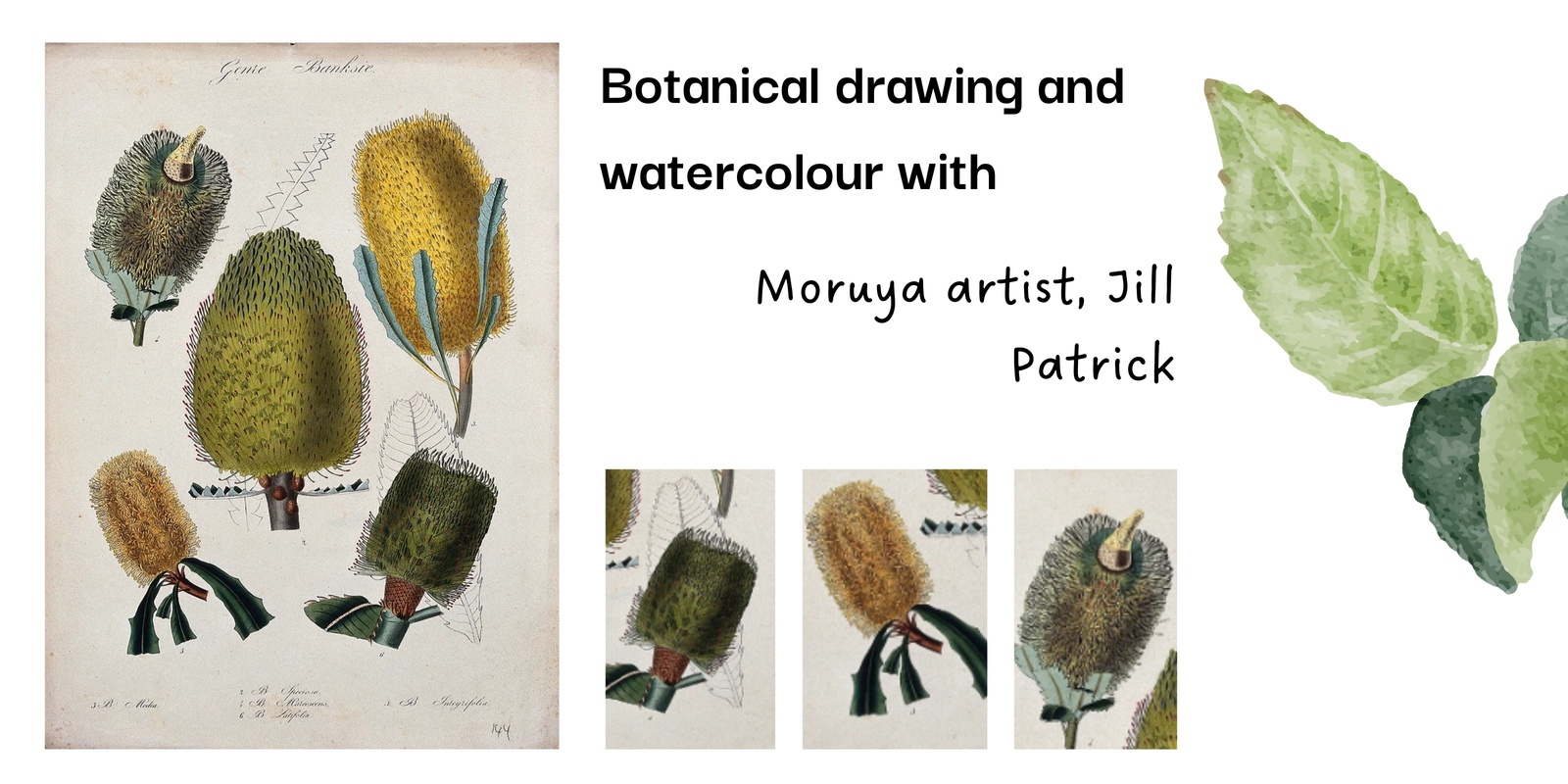 Banner image for Botanical drawing with watercolour