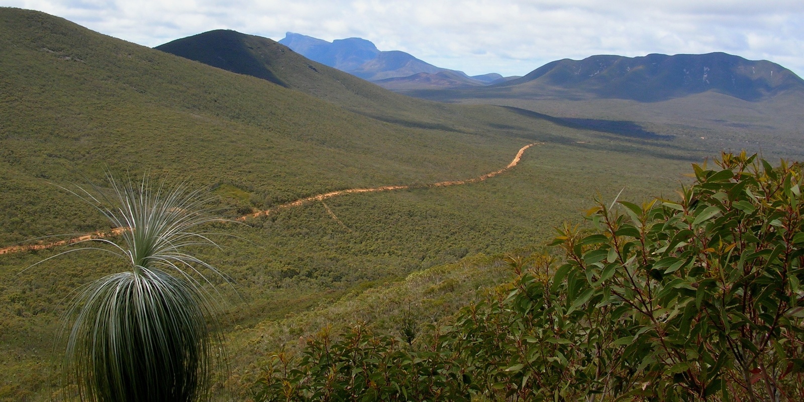 Banner image for Mt Trio Guided Wildflower - Orchid Walks