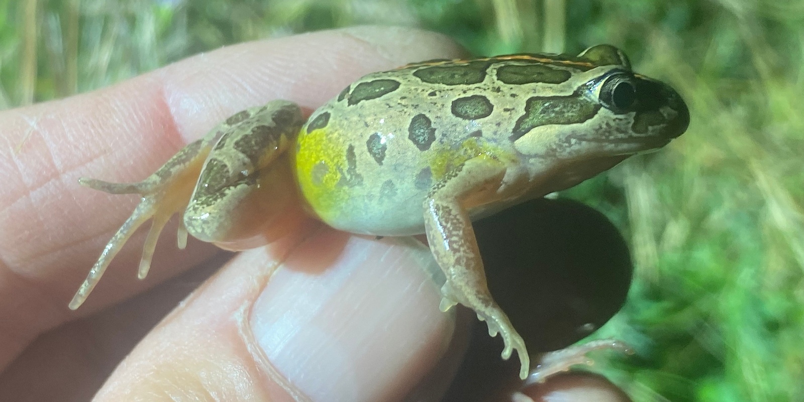 Banner image for 2024 FrogWatch Census Training Jerrabomberra Wetland