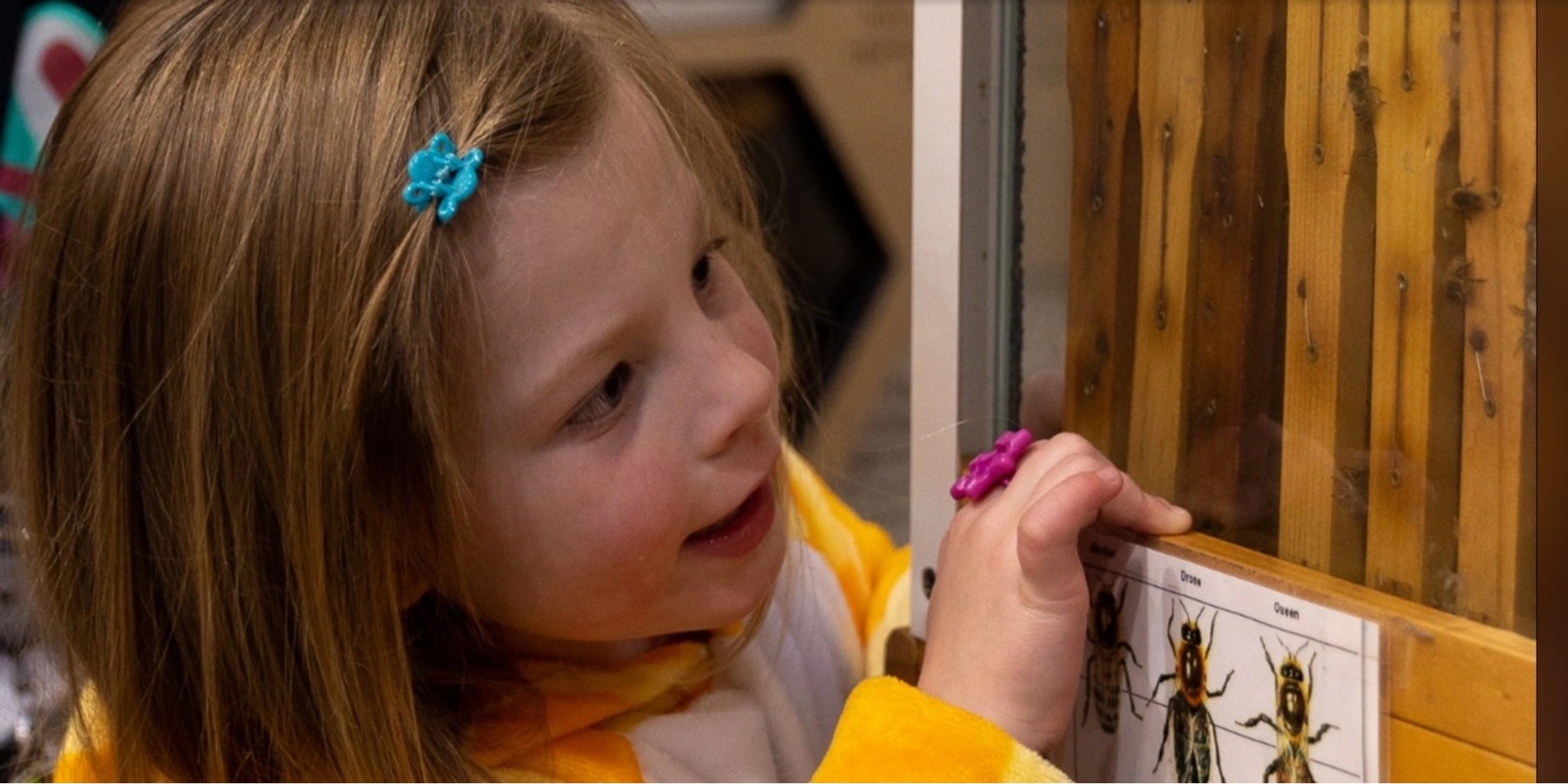 Banner image for April School Holiday Workshop | Beehive Hangs at the Museum (Ages 4-7)