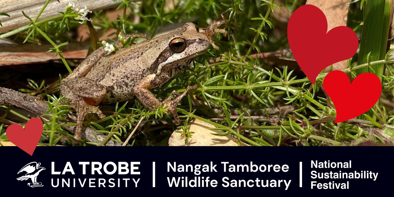 Banner image for Valentine's Day Frog Census