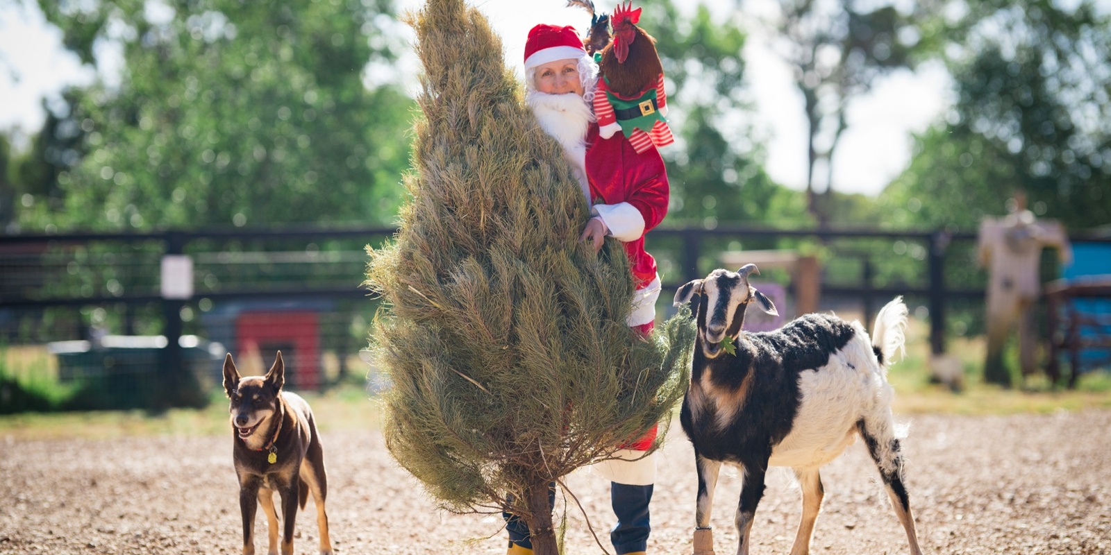 Banner image for Christmas Tree Tour at Edgar's Mission