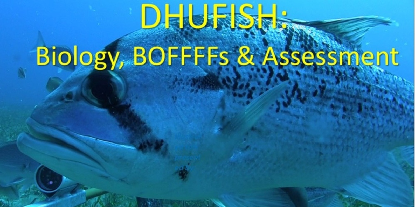 Banner image for DHUFISH:  Biology, BOFFFFs & Assessment