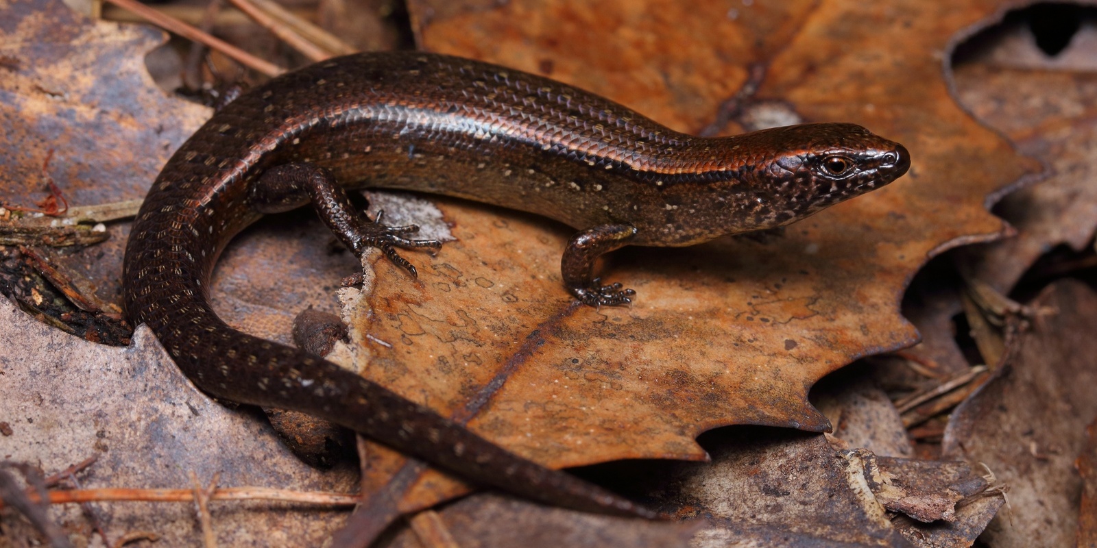 Banner image for Geckos and skinks of Auckland with Nick Harker