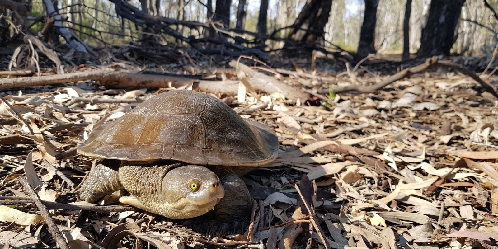 Banner image for Turtle Nest Survey - Banrock Station