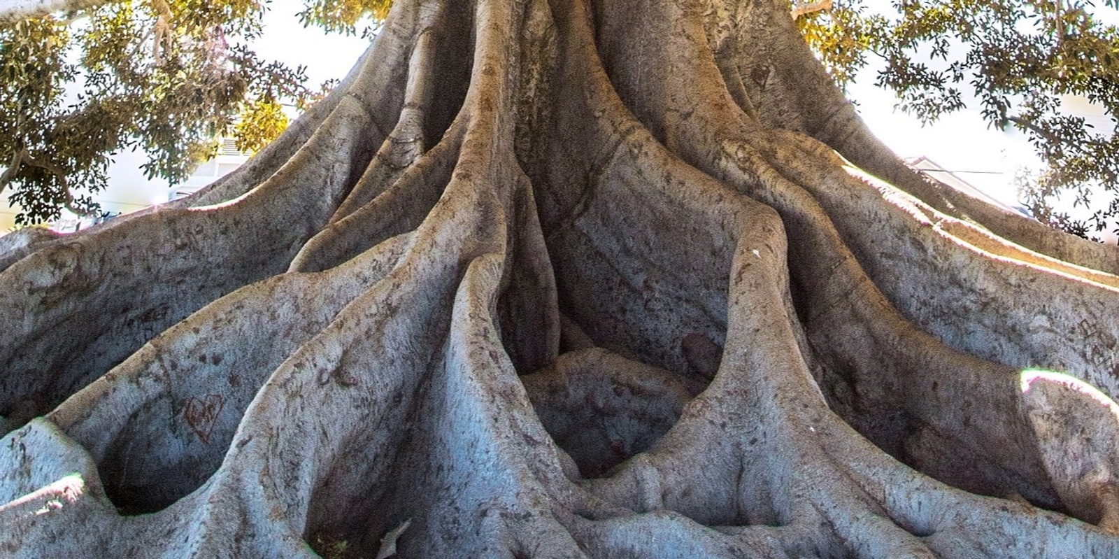 Banner image for Group Cathartic Breathwork Session