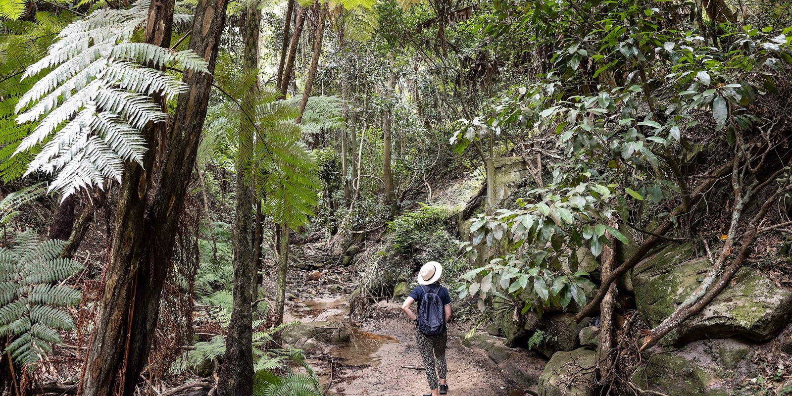 Banner image for Discover Randwick's Hidden Rainforest - Fred Hollows Reserve  