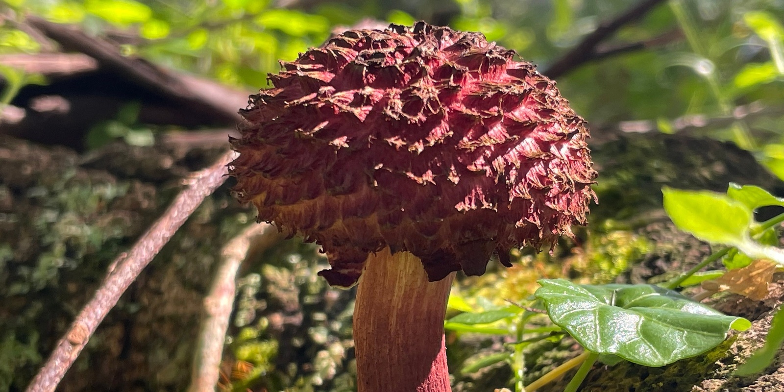 Banner image for Lake Tabourie Fungi Foray