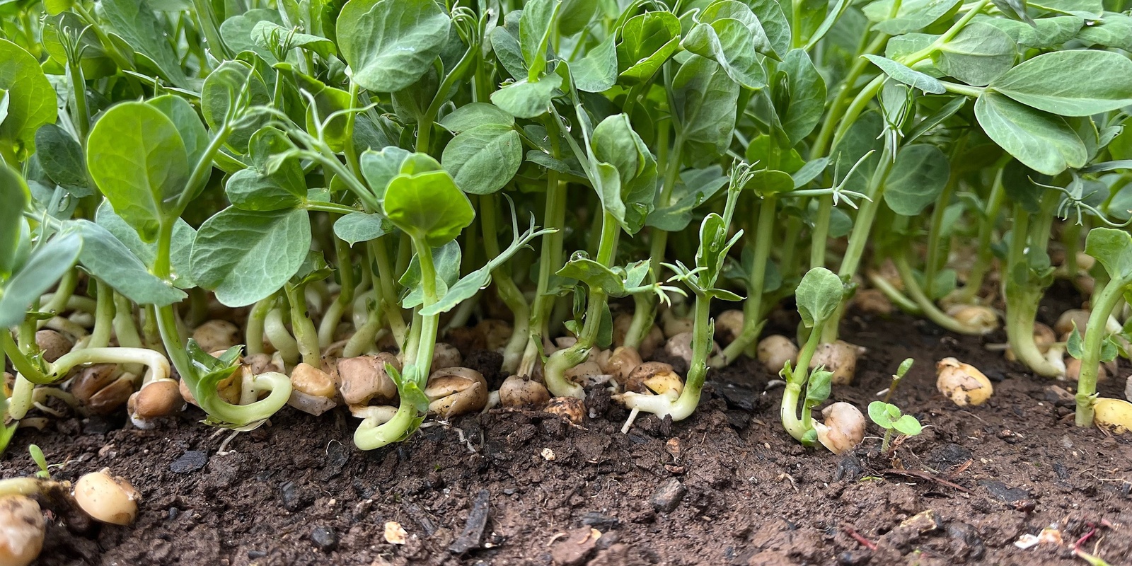 Banner image for Spring Veggie garden-Success with Seeds Workshop