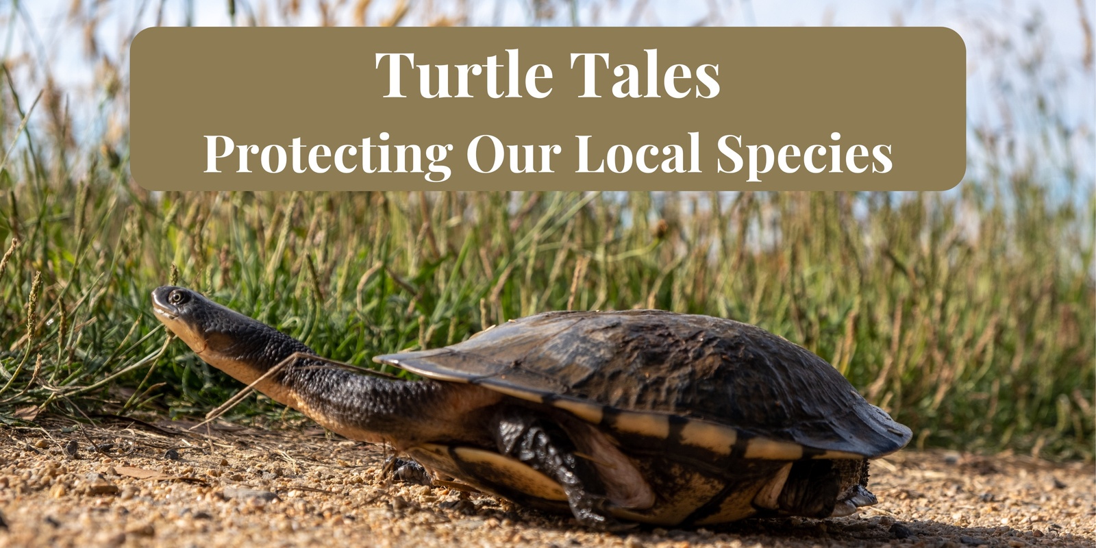 Banner image for Turtle Tales: Protecting Our Local Species