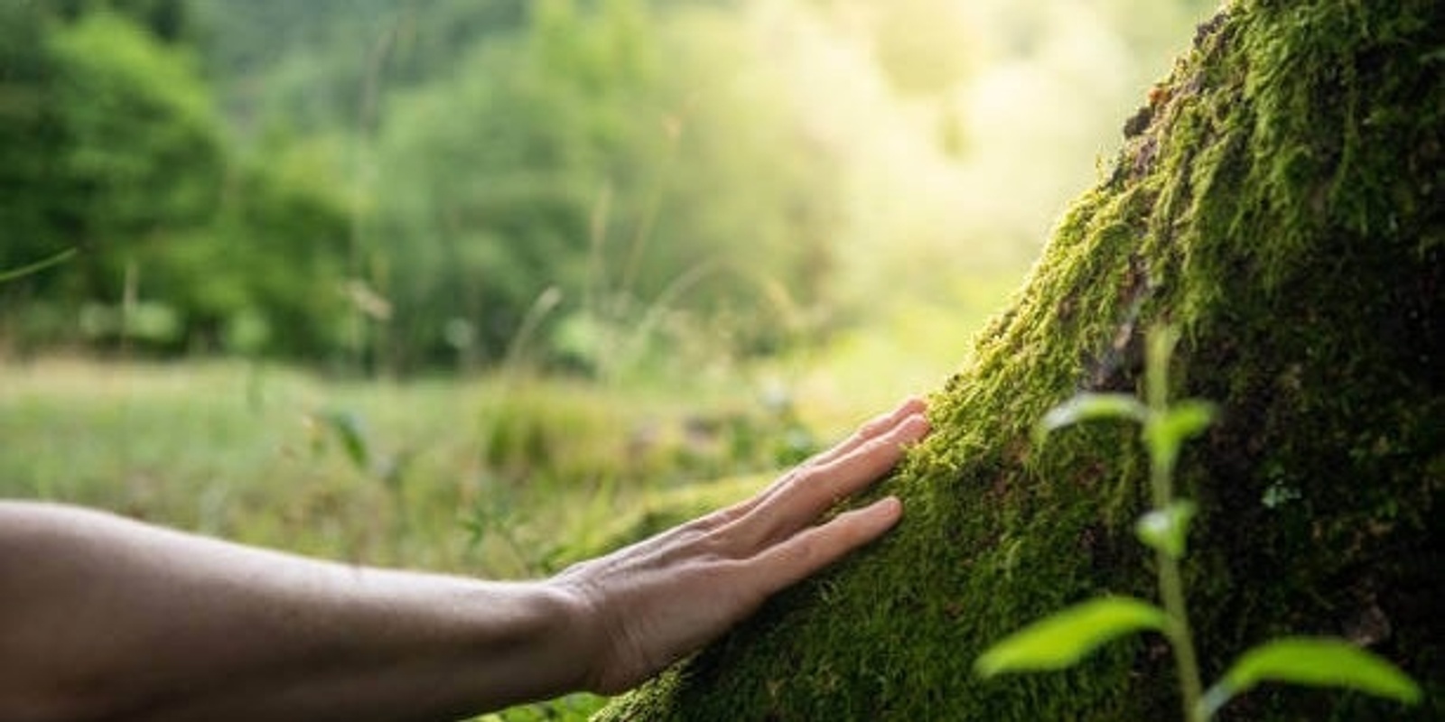 Banner image for Forest Bathing