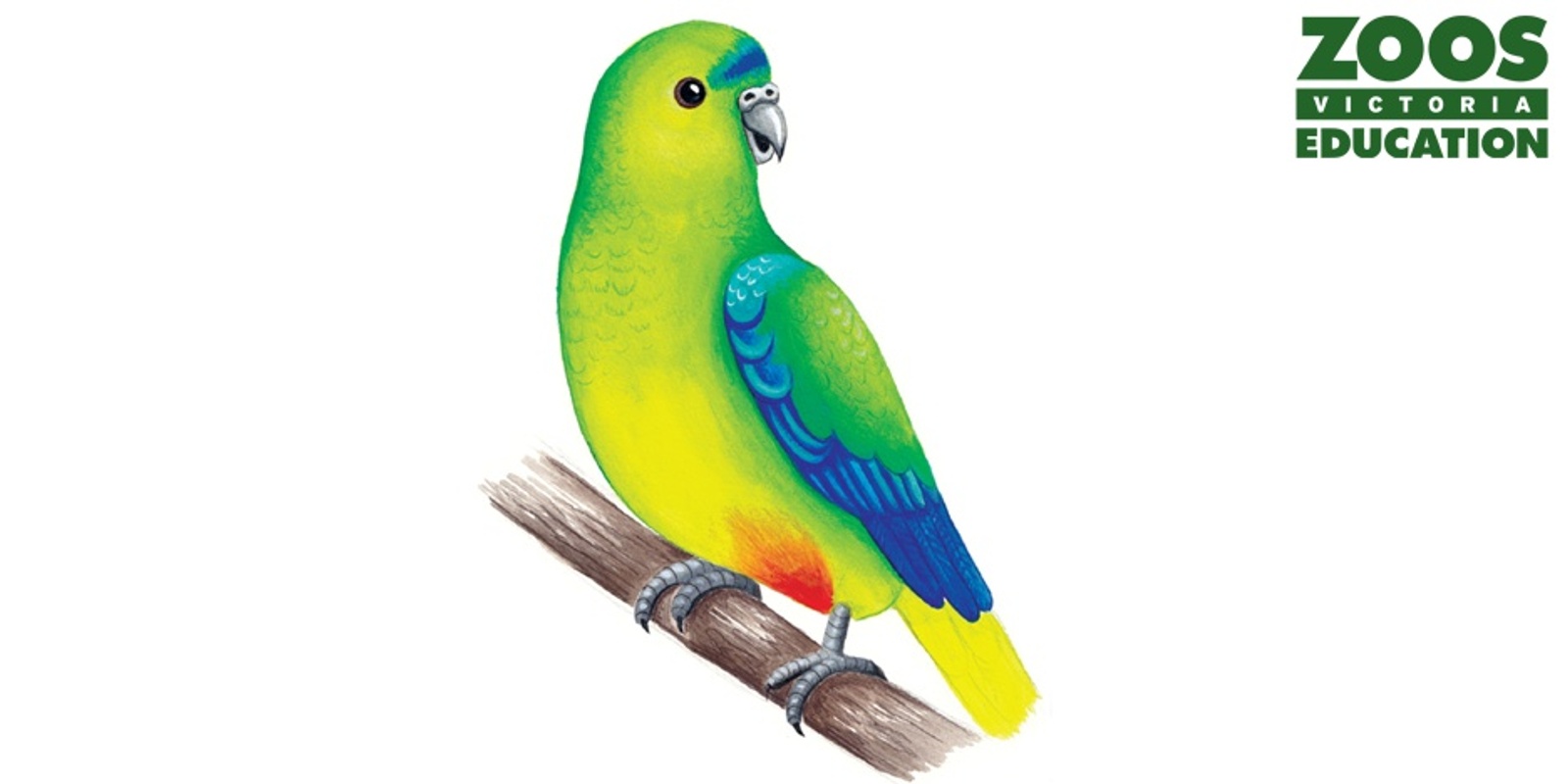 Banner image for Obie the Orange-bellied Parrot 