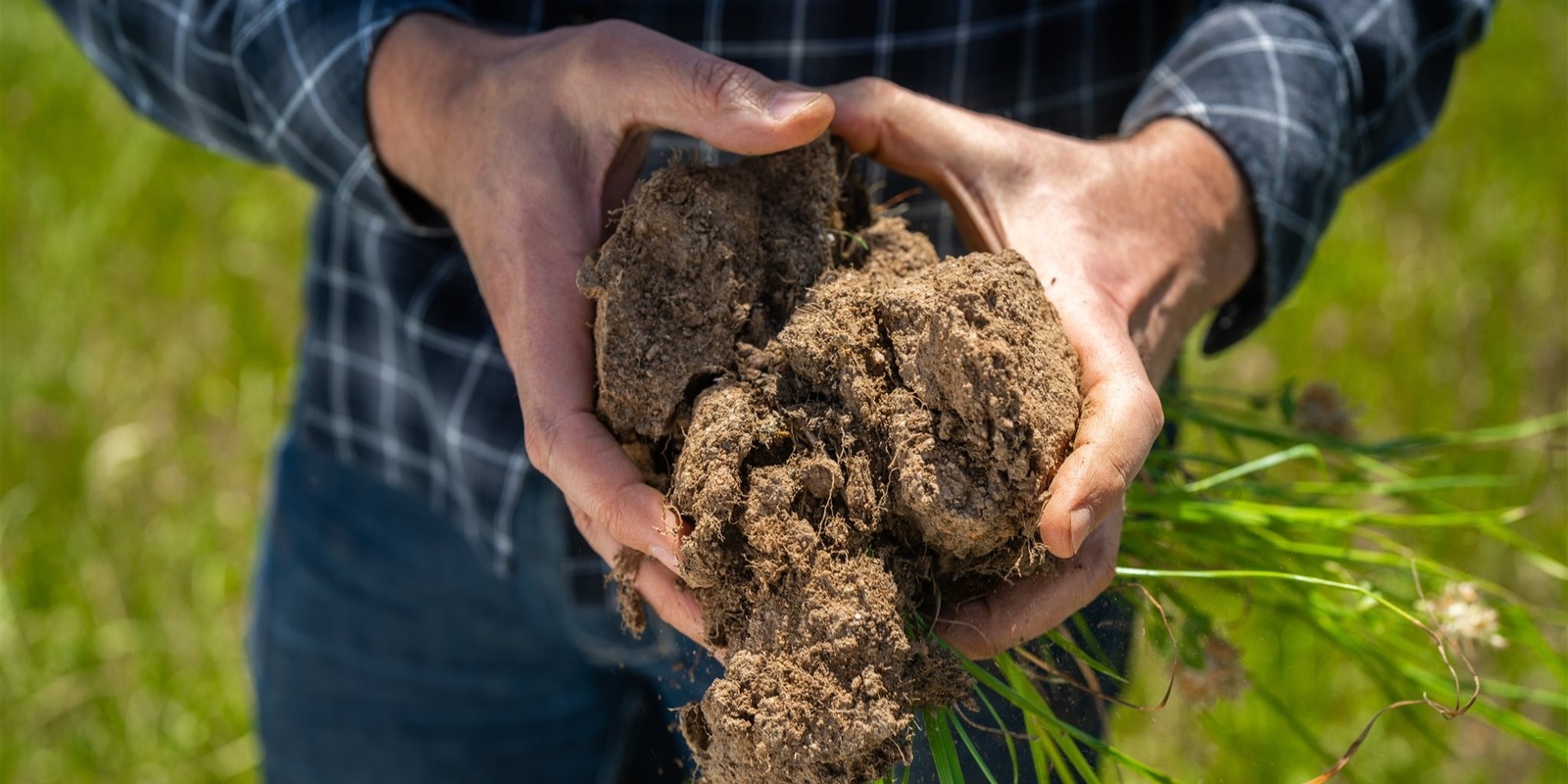 Banner image for Unearthing soil as biodiversity