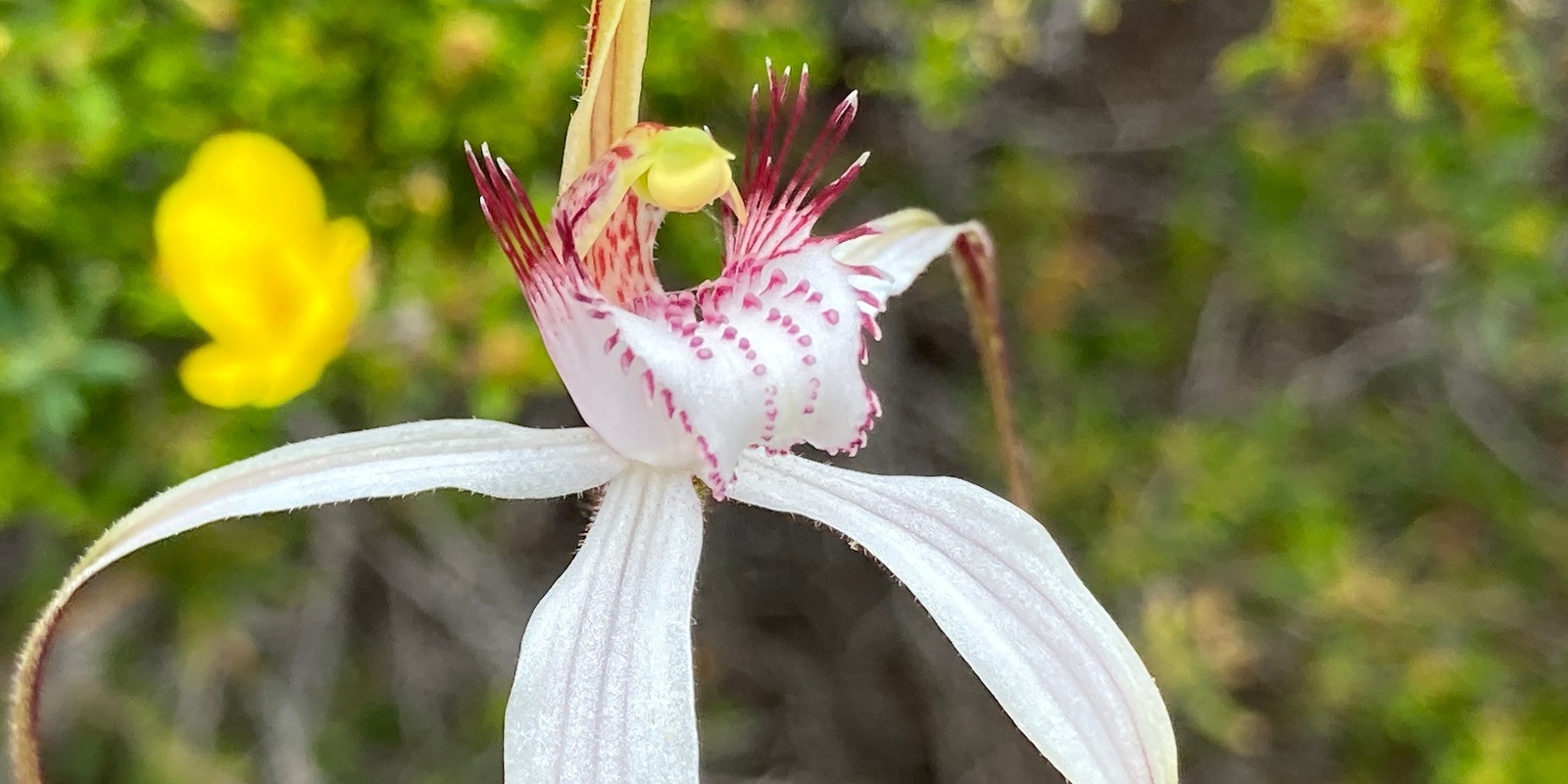 Banner image for Friends of the Wooditjup Bilya- Orchid Outing