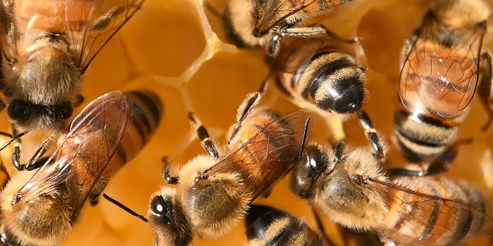 Introduction to Beekeeping Course Friday 30th September 2022