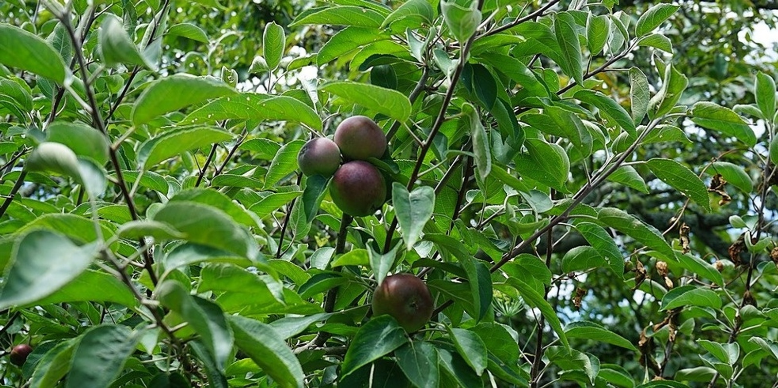 Banner image for Fruit Trees: Planting, Pruning, & Guilds (Parts 1 & 2)