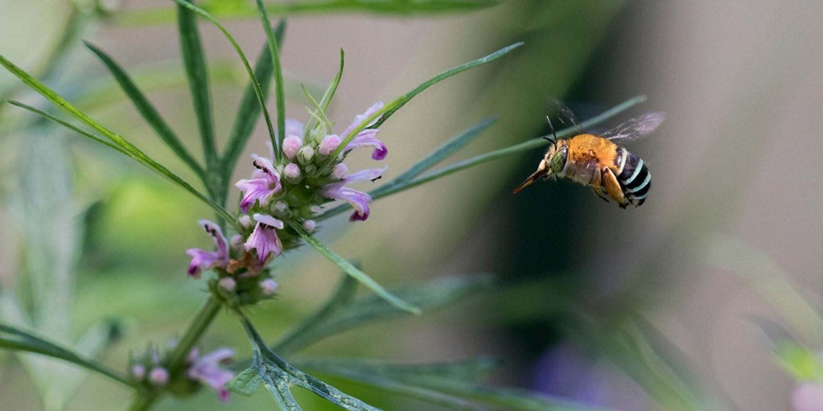 Banner image for YES Live 2020: Nature’s Pollinators – Everyday Heroes