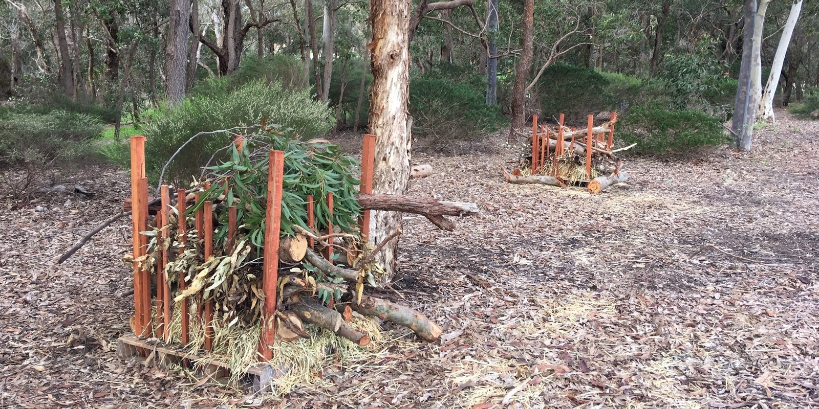 Banner image for Quenda needs a home: Help us build bandicoot bungalows!