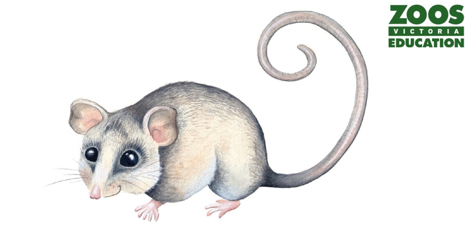 Banner image for Pippa the Mountain Pygmy-possum