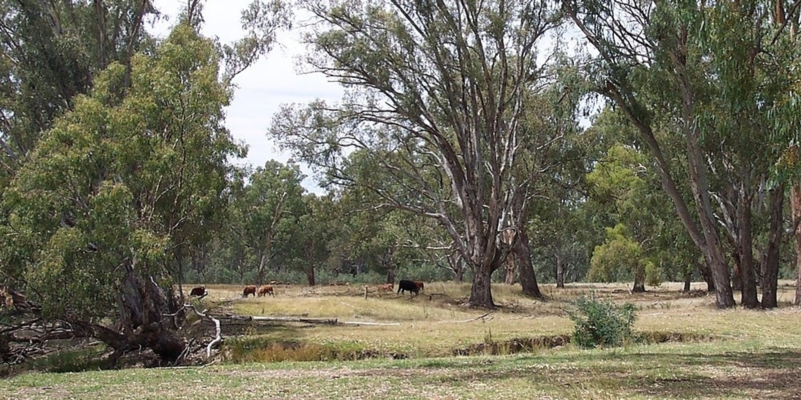 Banner image for Friends of the Murray River  - Waterworks Working Bee