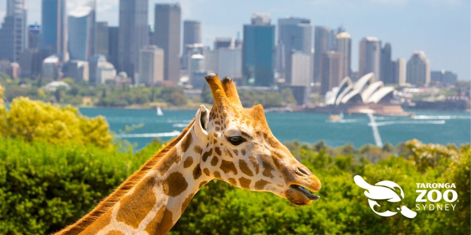 Banner image for Dreamnight at Taronga Zoo