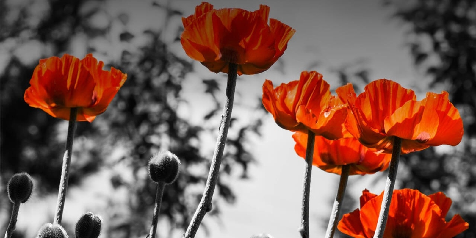 Banner image for Legacy Remembrance Service High Tea