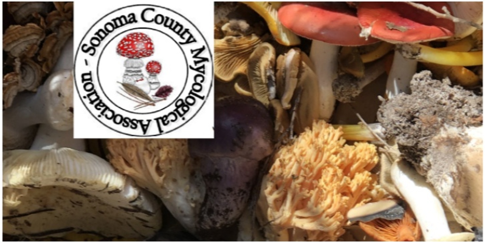 Banner image for SOMA Wild Mushroom Foray at Salt Point State Park - Mar 18, 2023