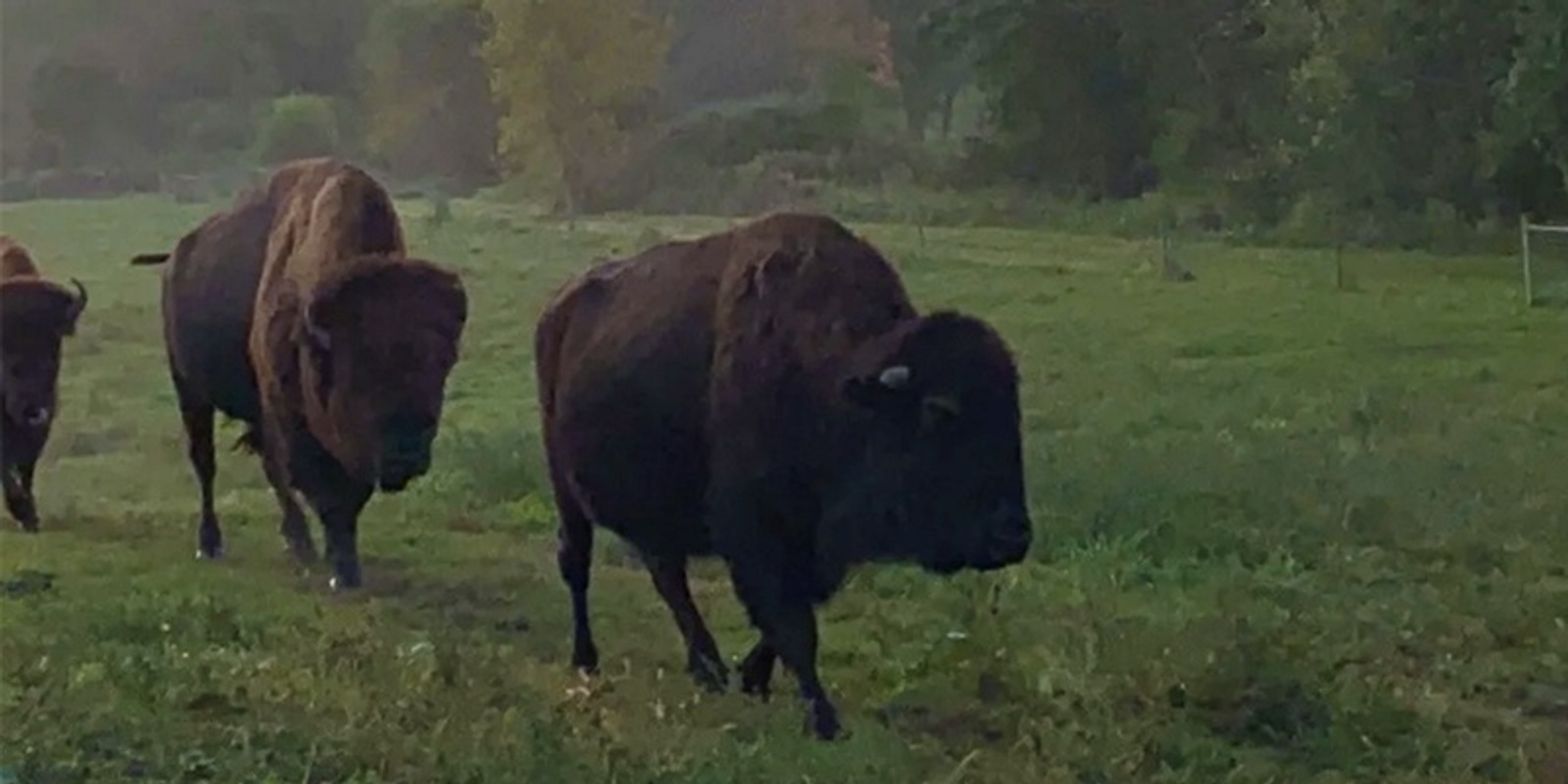 Banner image for Buffalo 'Tails' of the Buckeye State – Migration, Extirpation, and Reintroduction