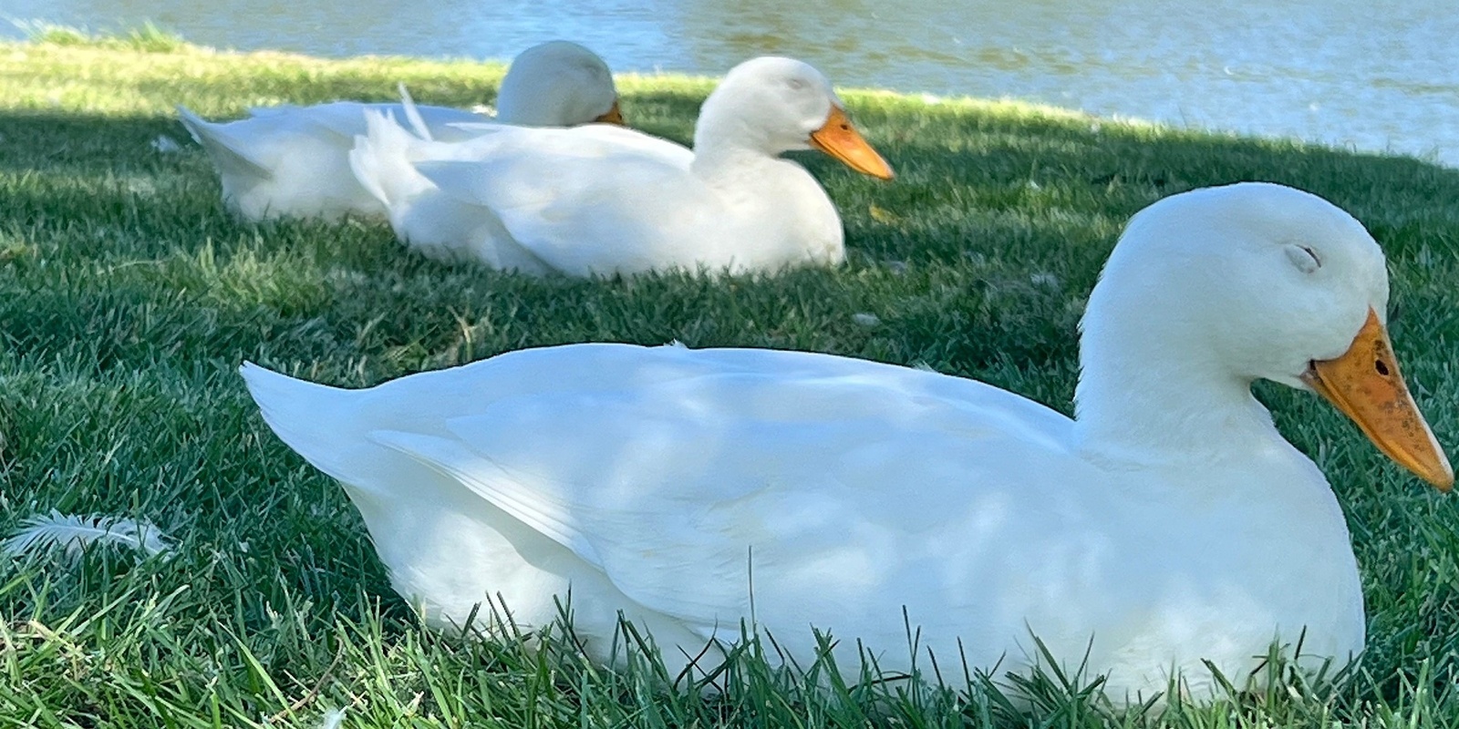 Banner image for Healing Hearts Christian Sound Bath @ El Dorado Park with Ducks & Squirrels