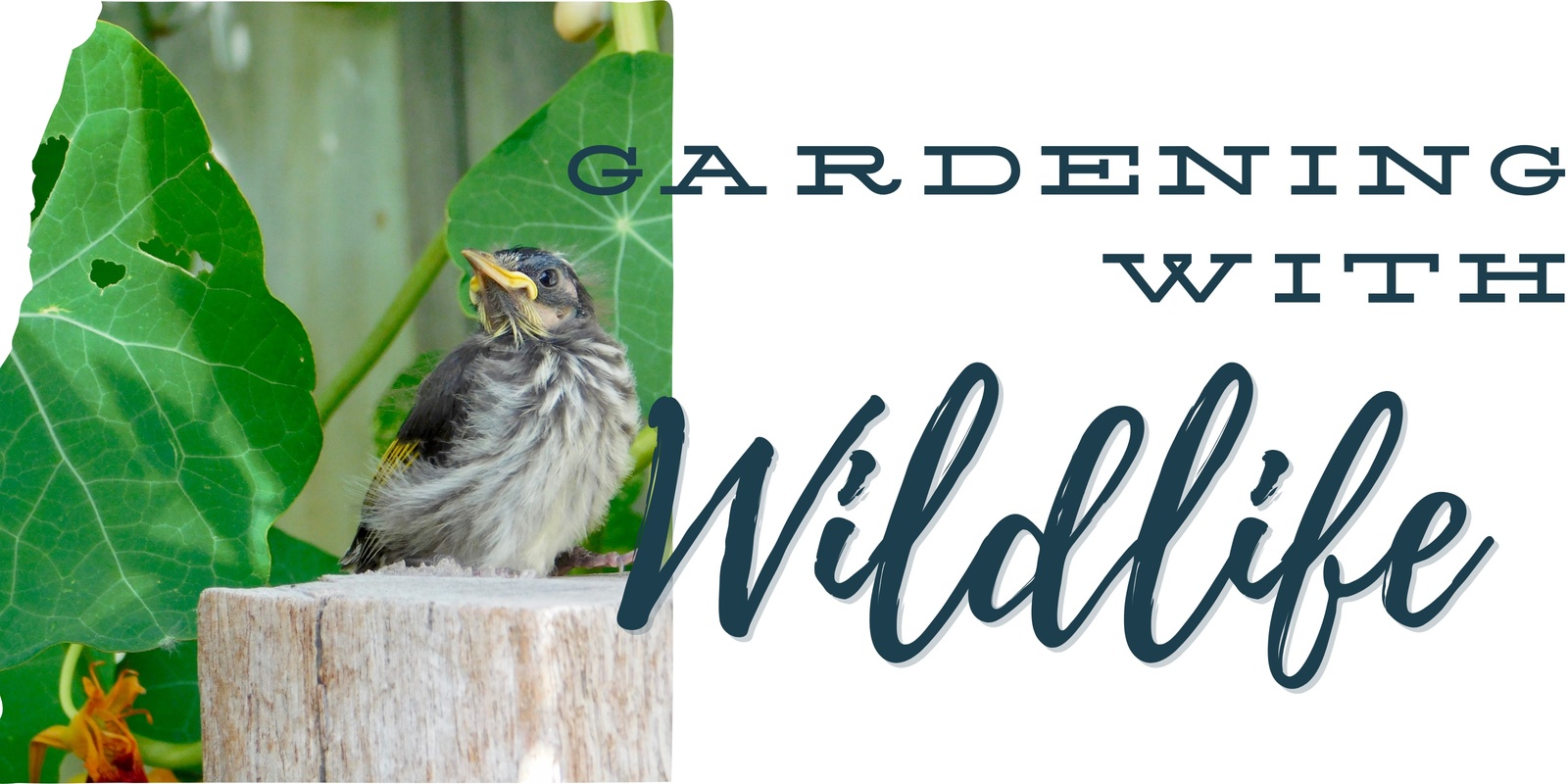 Banner image for Gardening with Wildlife