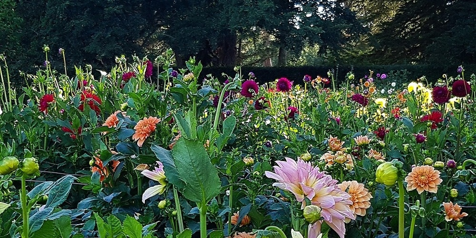 Banner image for TALK - Growing and Caring for Dahlias - HDO '23