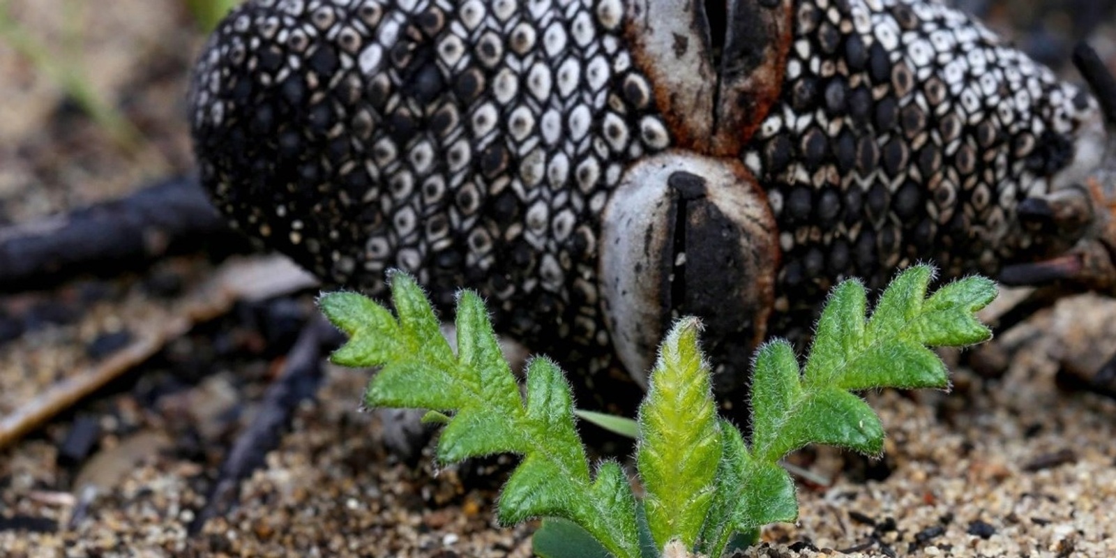 Banner image for Artists Talks | Urban Biome | Thor Diesendorf, Spike Dean and David Taylor with Lucy Wilson  