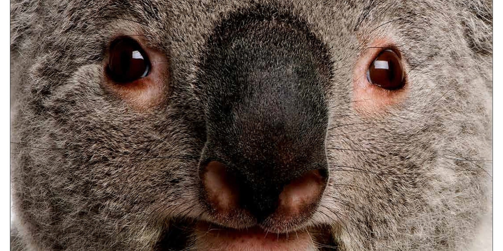 Banner image for THE KOALAS - a movie about survival