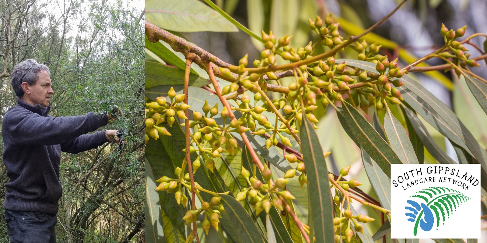 Banner image for Native Seed Collection Workshop