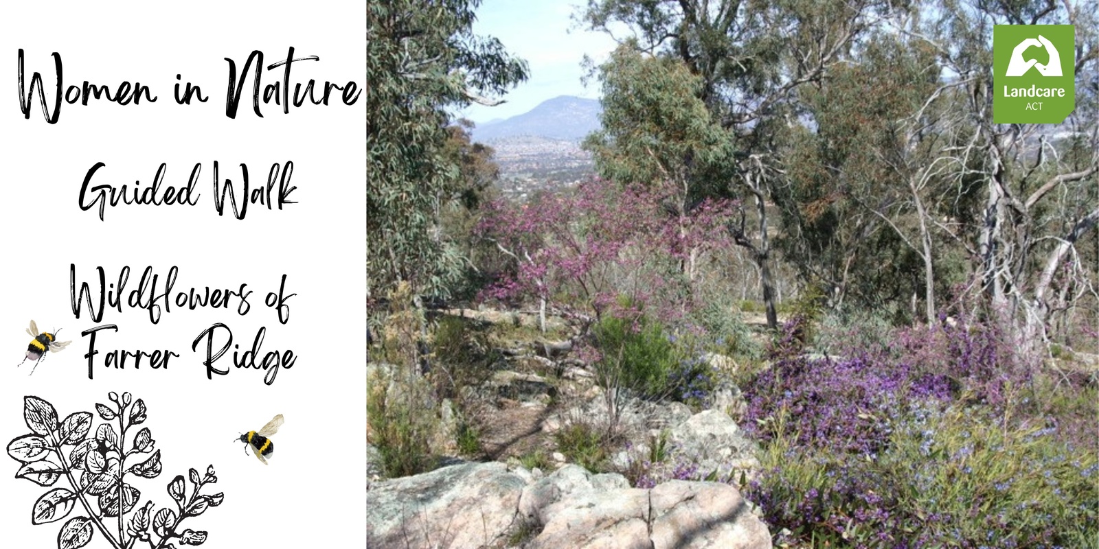 Banner image for Guided Walk: Wildflowers of Farrer Ridge