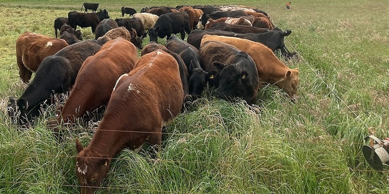 Banner image for Paddock Scale Grazing Trials at Telita