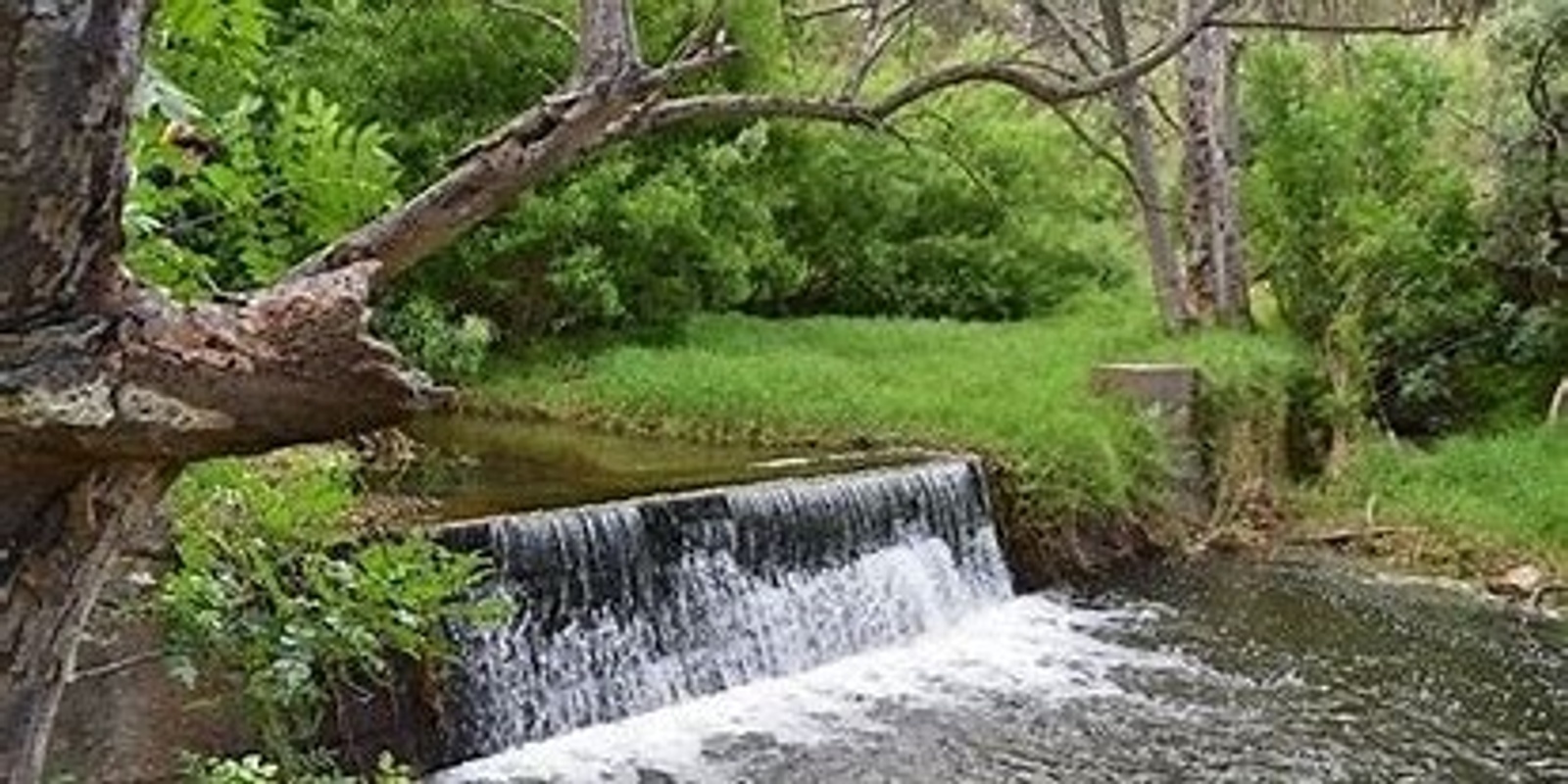 Banner image for Guided Walk: historic Brownhill Creek Recreation Park 
