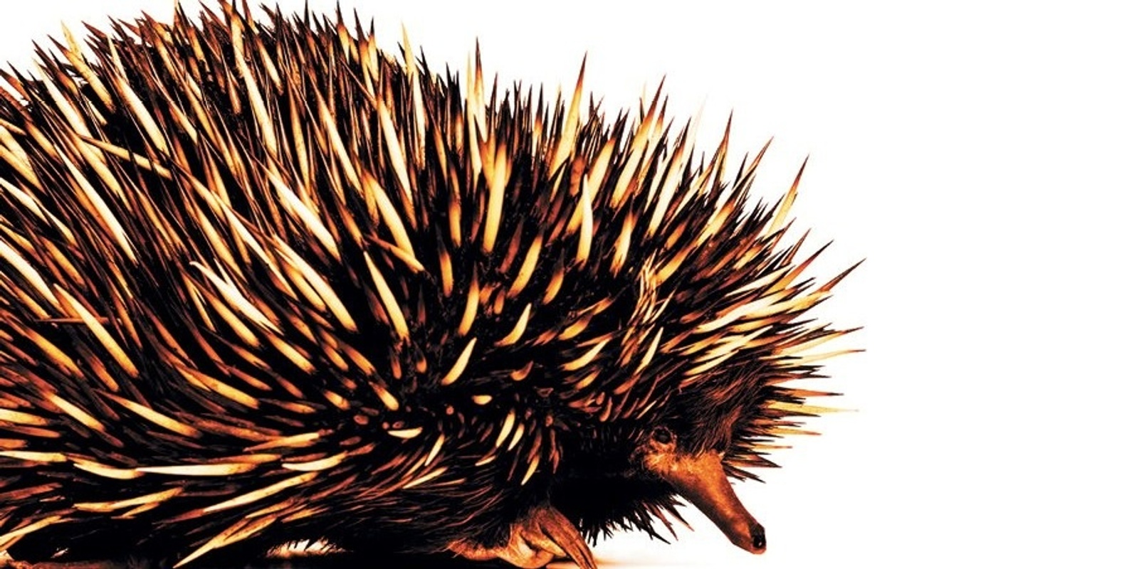 Banner image for Book Launch | The Echidna Strategy: Australia’s Search for Power and Peace