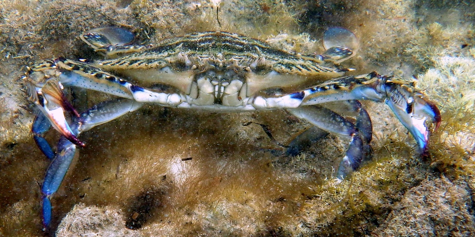 Banner image for Summer Holiday Program                           Crabs and their Cousins