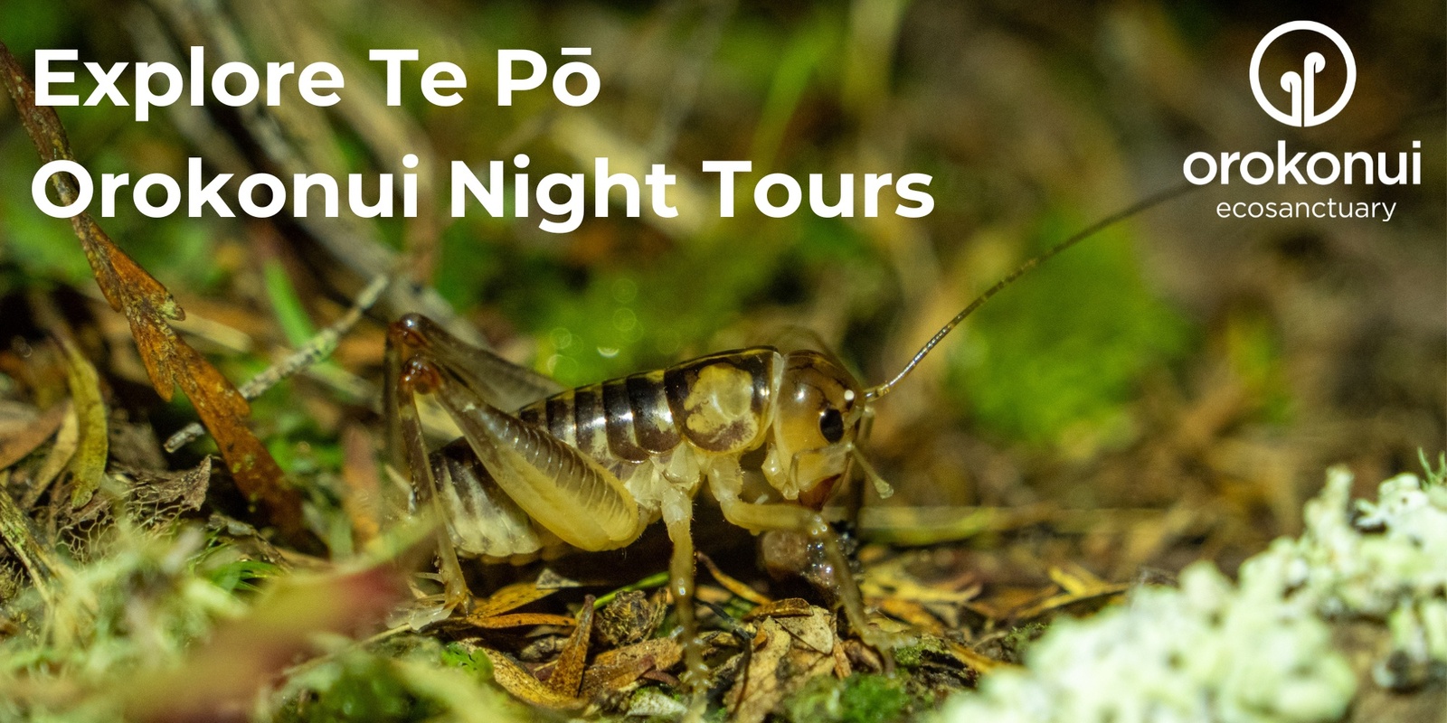 Banner image for Exploring Te Pō - Night Tours at Orokonui