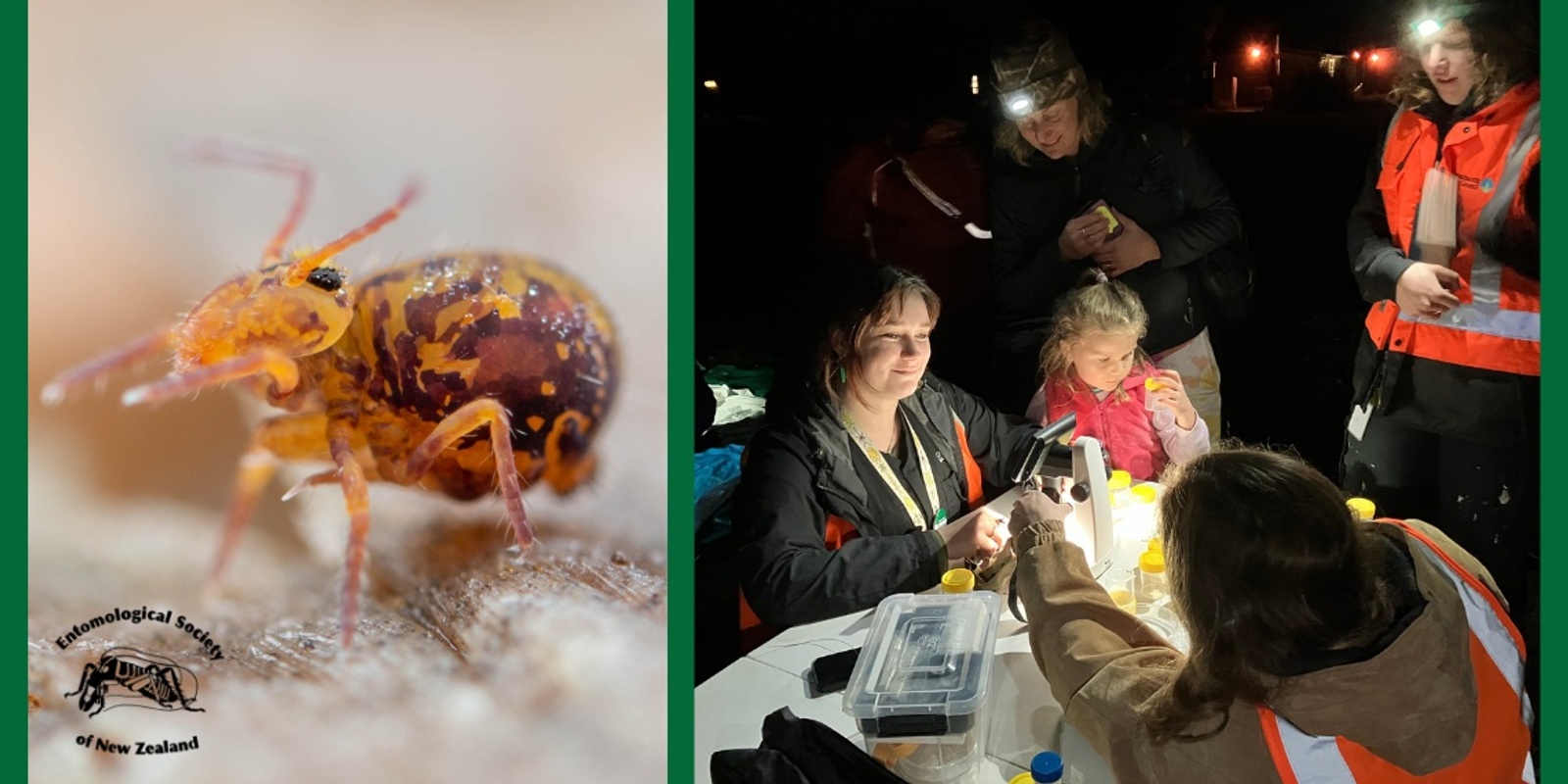 Banner image for INVERTEBLITZ by The Entomological Society of New Zealand