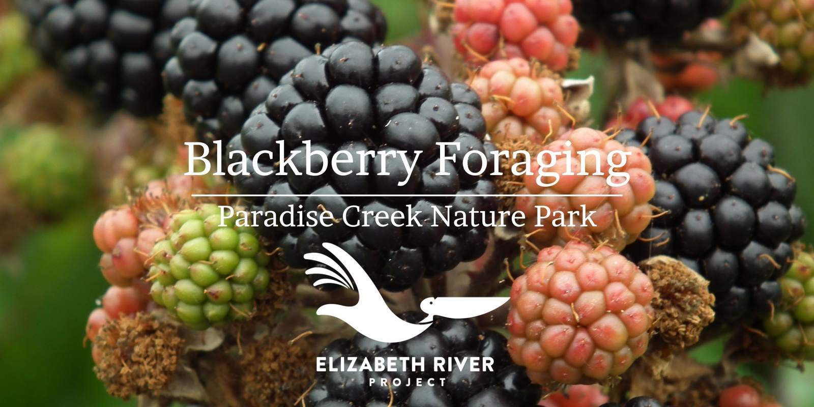 Banner image for Blackberry Foraging at Paradise Creek Nature Park