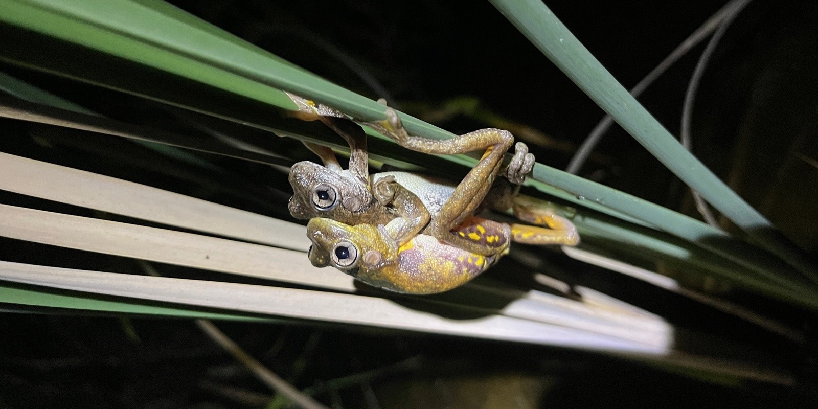 Banner image for FROG AND TADPOLE STUDY GROUP (FATS)