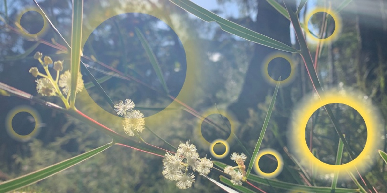 Banner image for Family Sound Bath in Nature