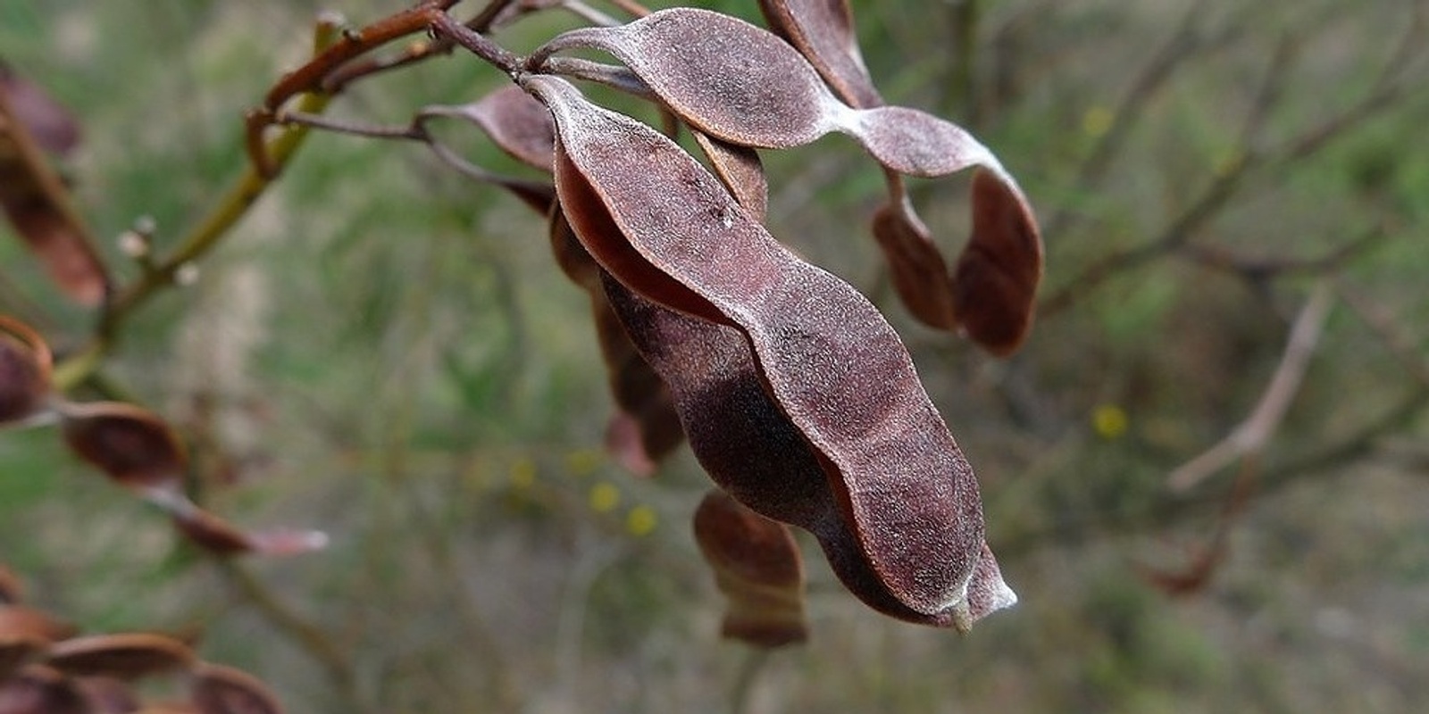 Banner image for Introduction to Plant Propagation December