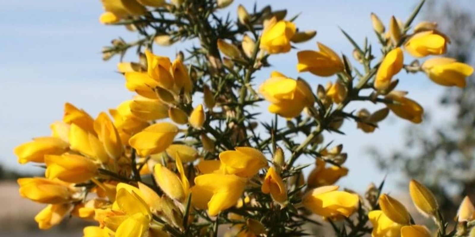 Banner image for Gorse Control Field Day - Partnerships Against Pests